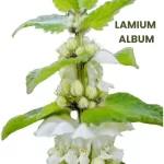 LAMIUM ALBUM