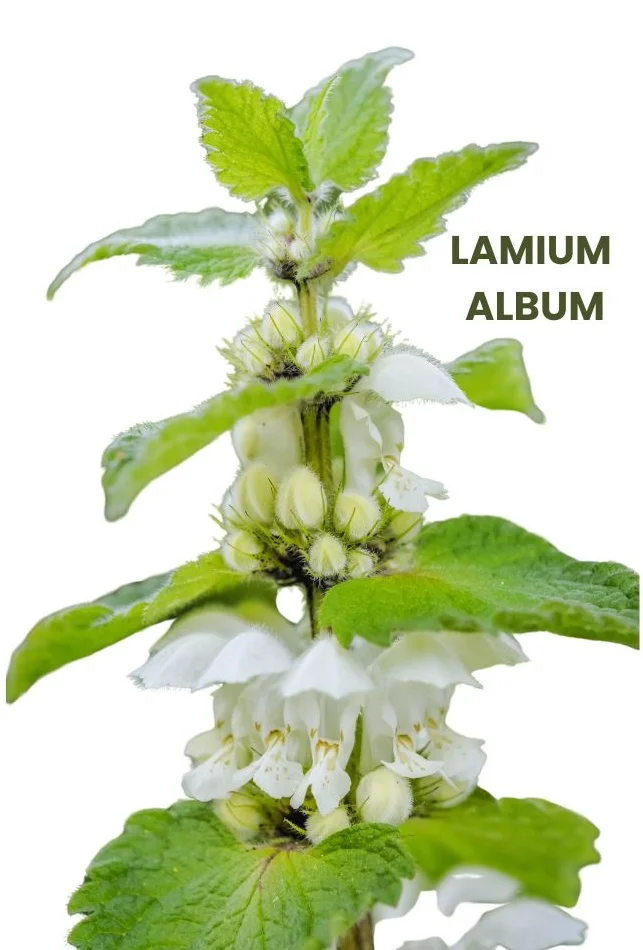 LAMIUM ALBUM