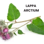 LAPPA ARCTIUM