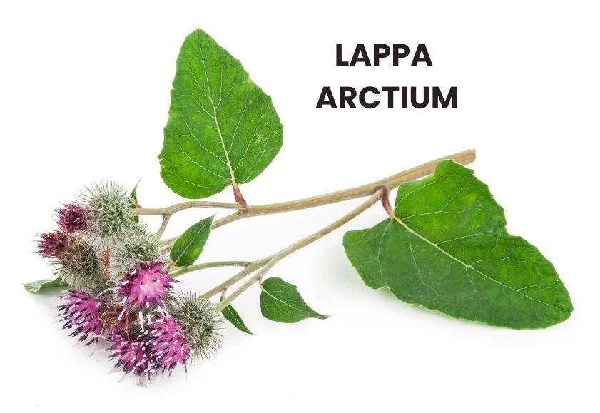 LAPPA ARCTIUM