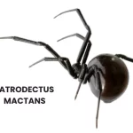 LATRODECTUS MACTANS