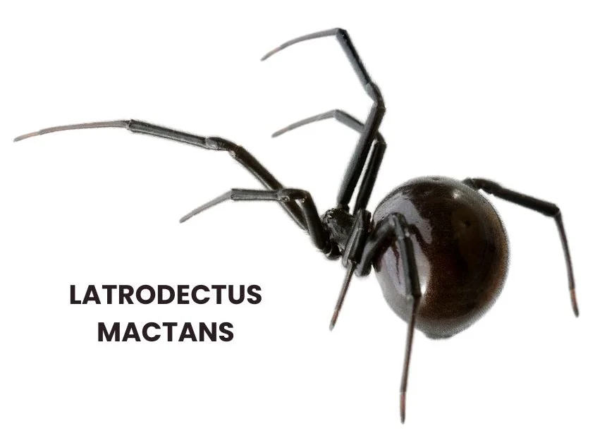 LATRODECTUS MACTANS