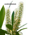 LAUROCERASUS