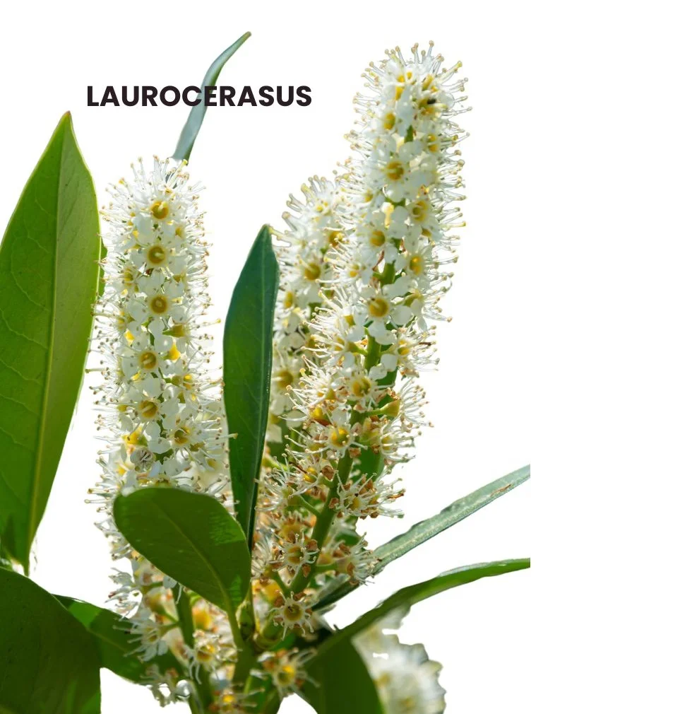 LAUROCERASUS