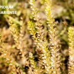 LEPIDIUM BONARIENSE