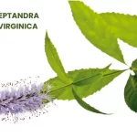 LEPTANDRA VIRGINICA