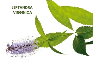 LEPTANDRA VIRGINICA