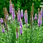 LIATRIS SPICATA