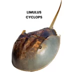 LIMULUS CYCLOPS