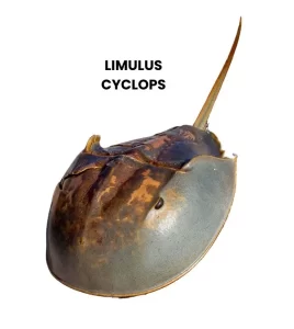 LIMULUS CYCLOPS