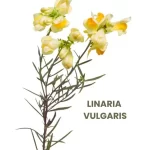 LINARIA VULGARIS