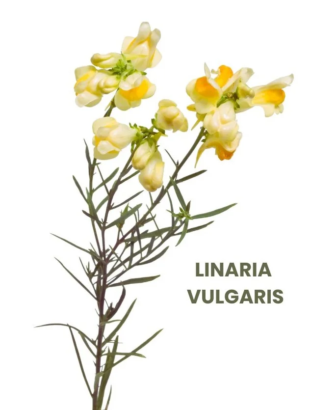 LINARIA VULGARIS