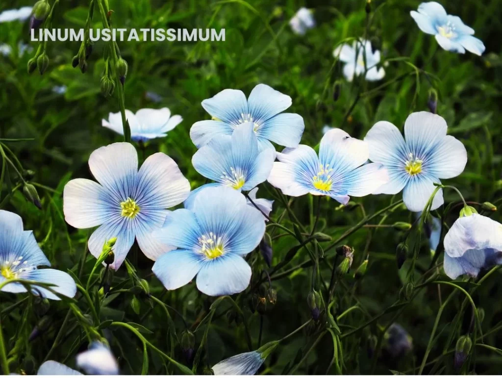 LINUM USITATISSIMUM