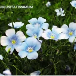 LINUM USITATISSIMUM