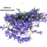 LOBELIA PURPURASCENS