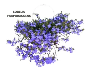 LOBELIA PURPURASCENS