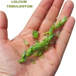 LOLIUM TEMULENTUM