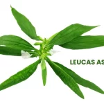 LUCAS ASPERA