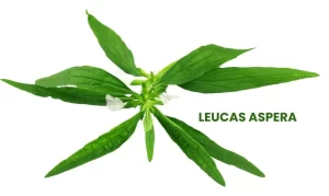 LUCAS ASPERA