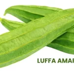 LUFFA AMARA