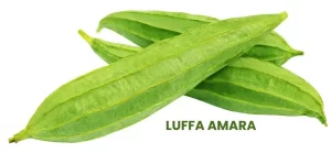 LUFFA AMARA