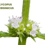 LYCOPUS VIRGINICUS