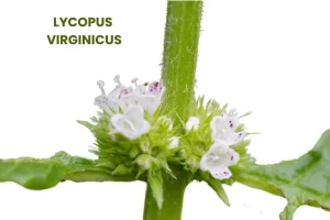 LYCOPUS VIRGINICUS