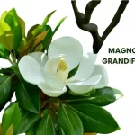 MAGNOLIA GRANDIFLORA