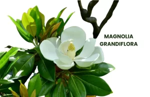 MAGNOLIA GRANDIFLORA