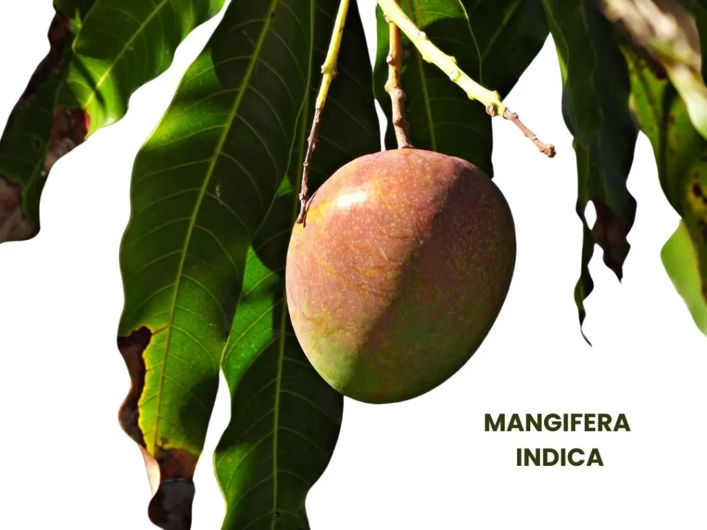 MANGIFERA INDICA