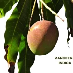 MANGIFERA INDICA