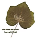 MENISPERMUM CANADENSE