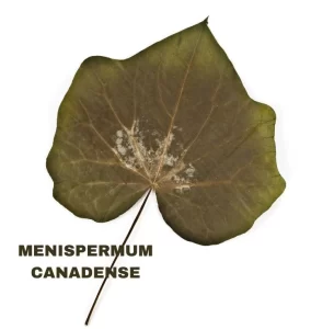 MENISPERMUM CANADENSE