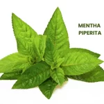 MENTHA PIPERITA