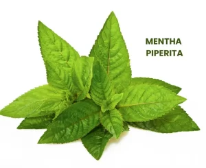 MENTHA PIPERITA