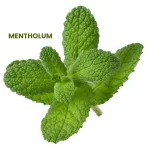 MENTHOLUM