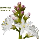 MENYANTHES TRIFOLIATA