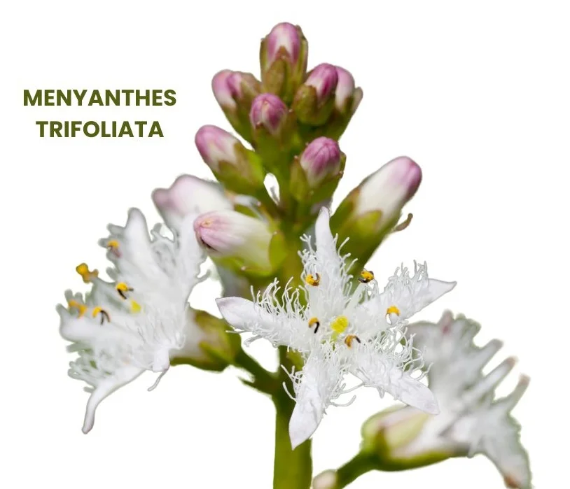 MENYANTHES TRIFOLIATA