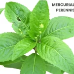 MERCURIALIS PERENNIS