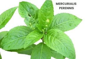 MERCURIALIS PERENNIS