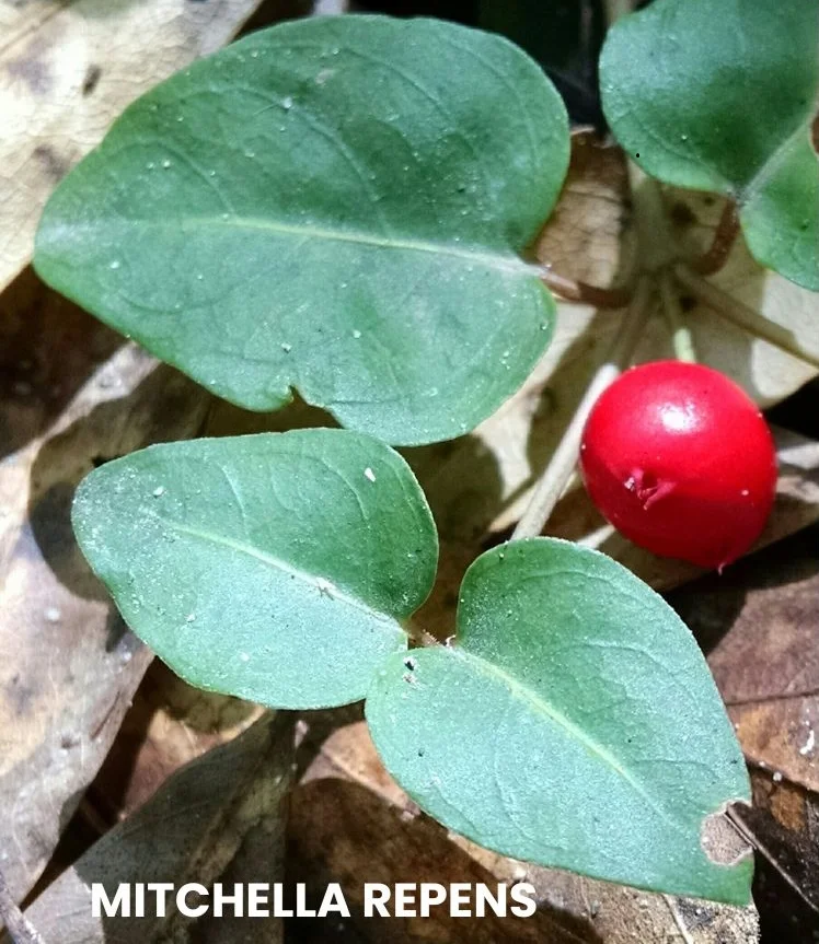 MITCHELLA REPENS