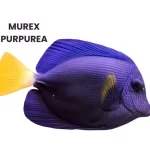 MUREX PURPUREA