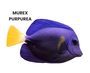 MUREX PURPUREA