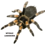 MYGALE LASIODORA