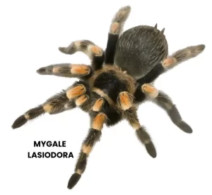 MYGALE LASIODORA