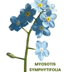 MYOSOTIS SYMPHYTIFOLIA