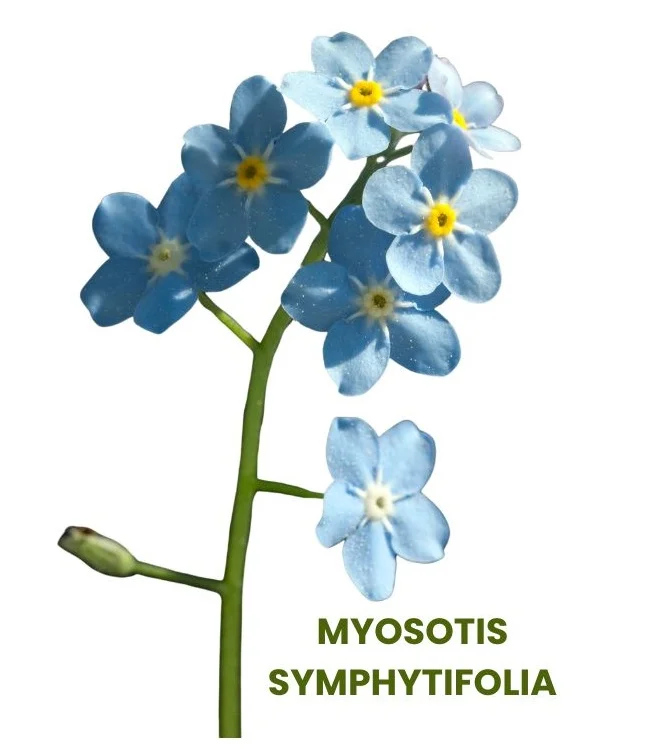 MYOSOTIS SYMPHYTIFOLIA