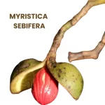 MYRISTICA SEBIFERA