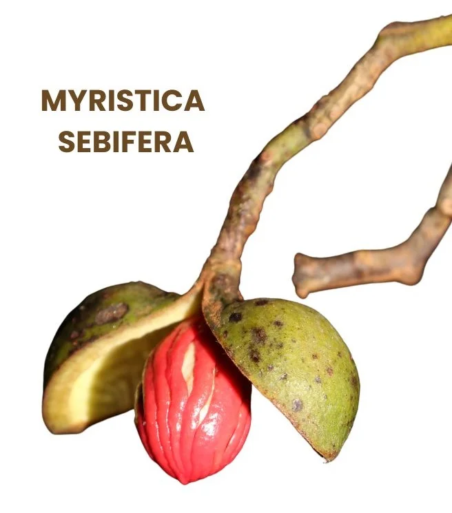 MYRISTICA SEBIFERA