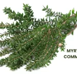 MYRTUS COMMUNIS